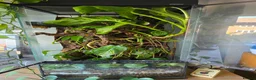 Gecko reptiles for sale: chahoua with full setup - Advert 3