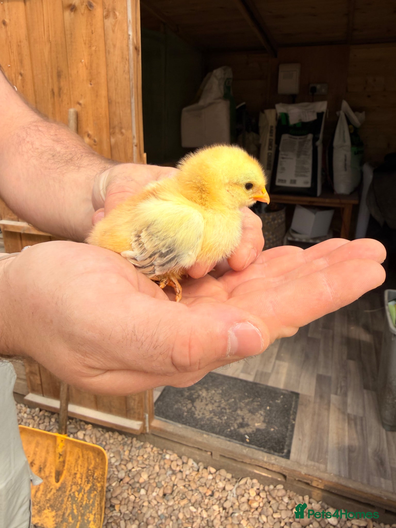 Chickens poultry Pekin Chicks - Advert 2