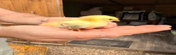 Chickens poultry for sale: Pekin Chicks - Advert 2