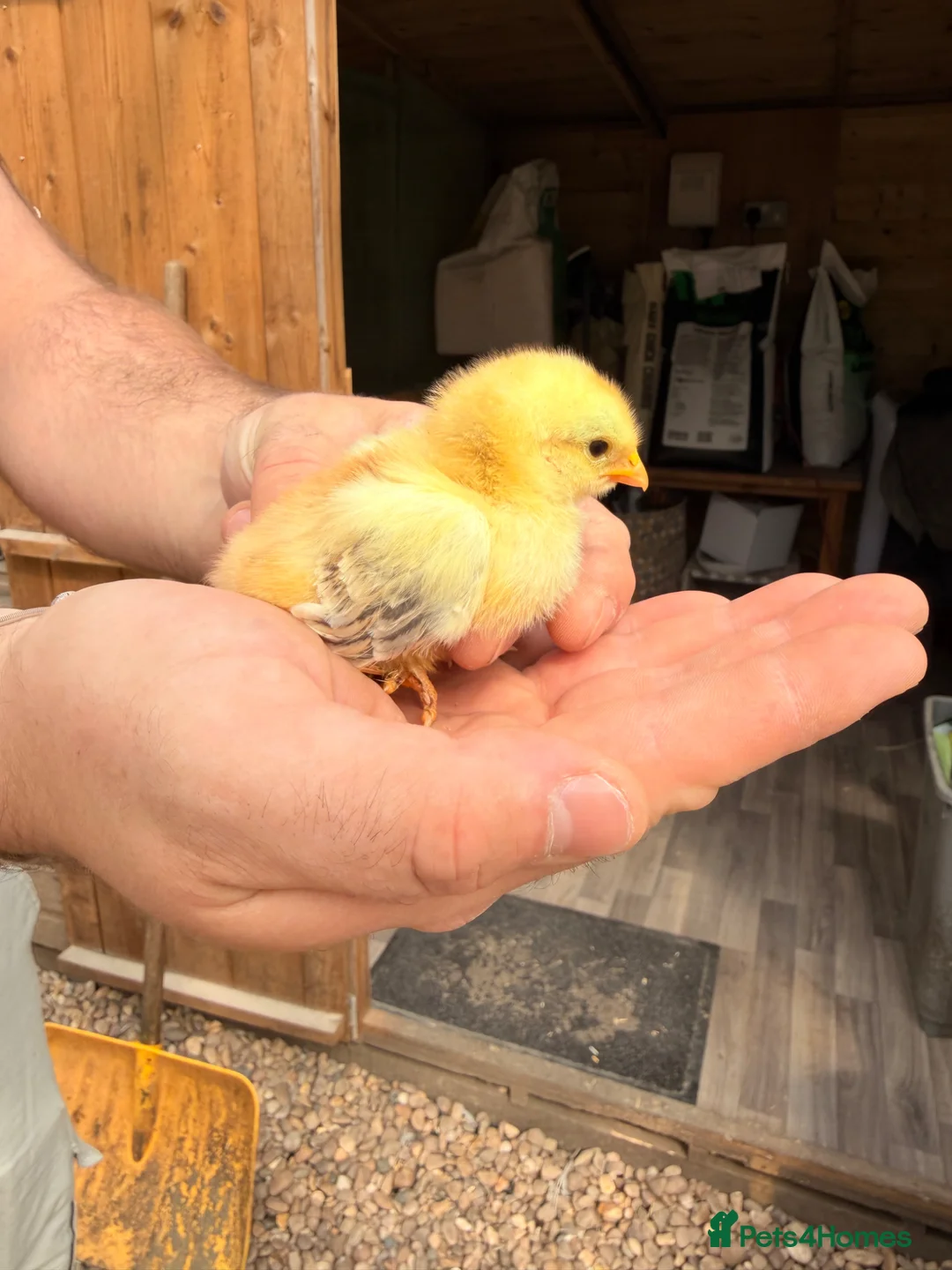Chickens poultry for sale: Pekin Chicks - Advert 2