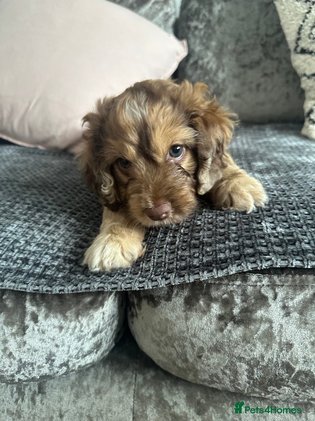 Cockapoo dogs for sale: ENGLISH SHOW F1 COCKAPOO BOY - Image 1