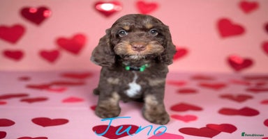 Cockapoo dogs - Advert 16