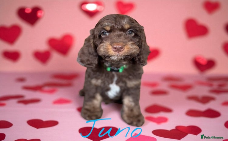 Cockapoo dogs - Advert 4