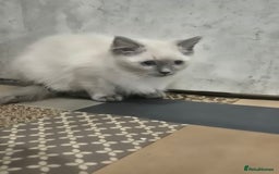 Ragdoll cats for sale: 4 ragdolls ready to leave now  - Image 3
