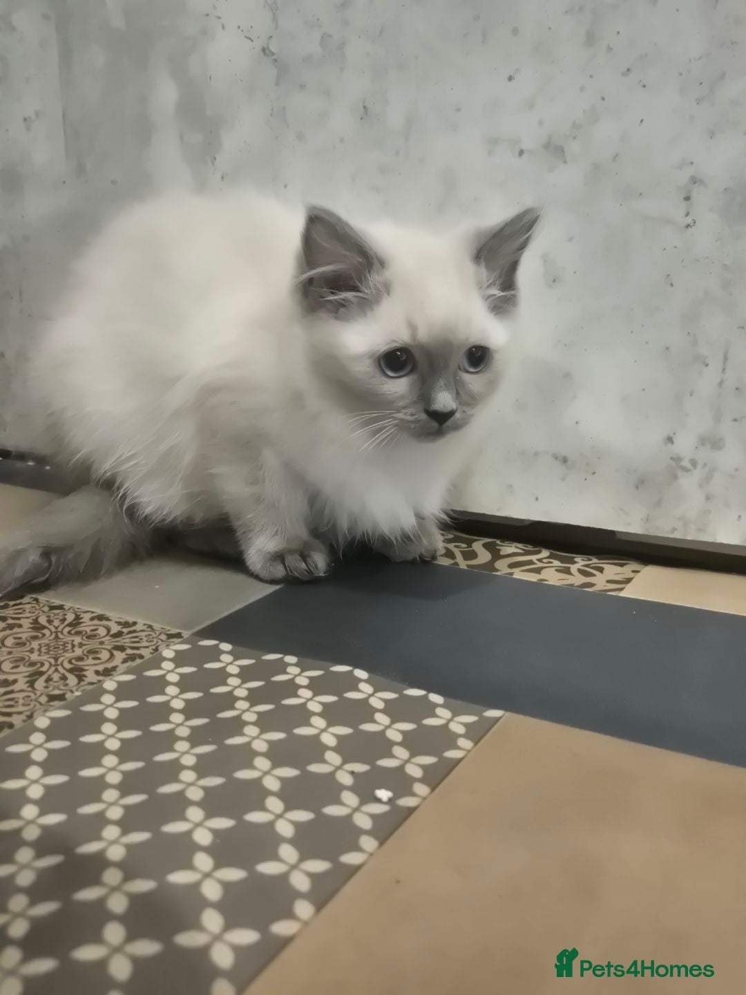 Ragdoll cats for sale: 4 ragdolls ready to leave now  - Image 3