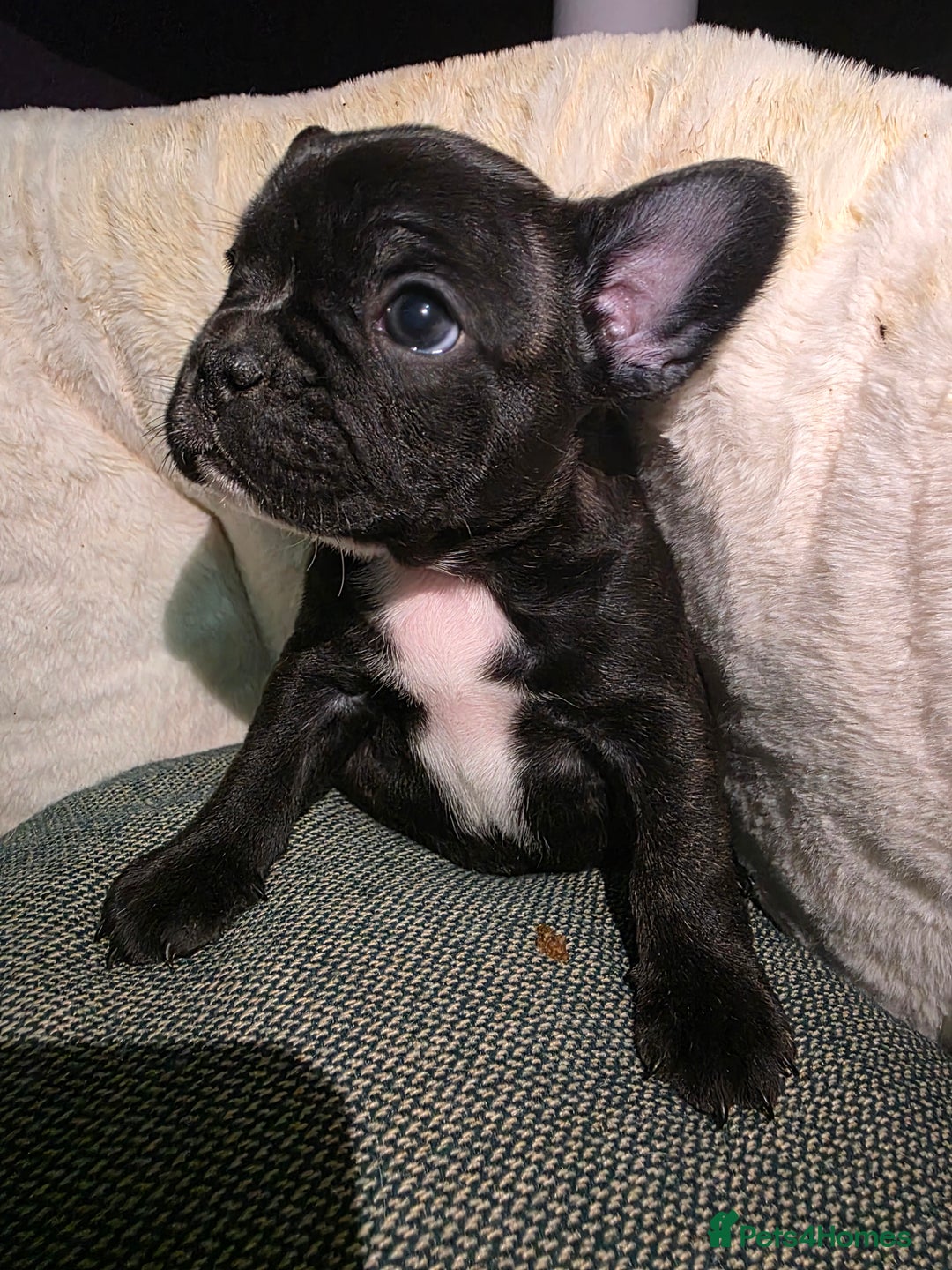 French Bulldog dogs for sale: Beautiful French bulldog  - Advert 6