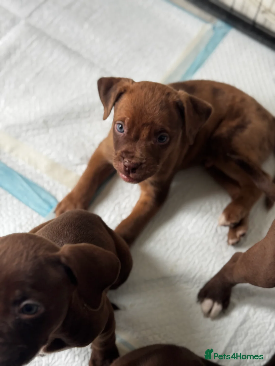 Mixed Breed dogs for sale: ‼️American bully x springer spaniel puppies ‼️  - Advert 3