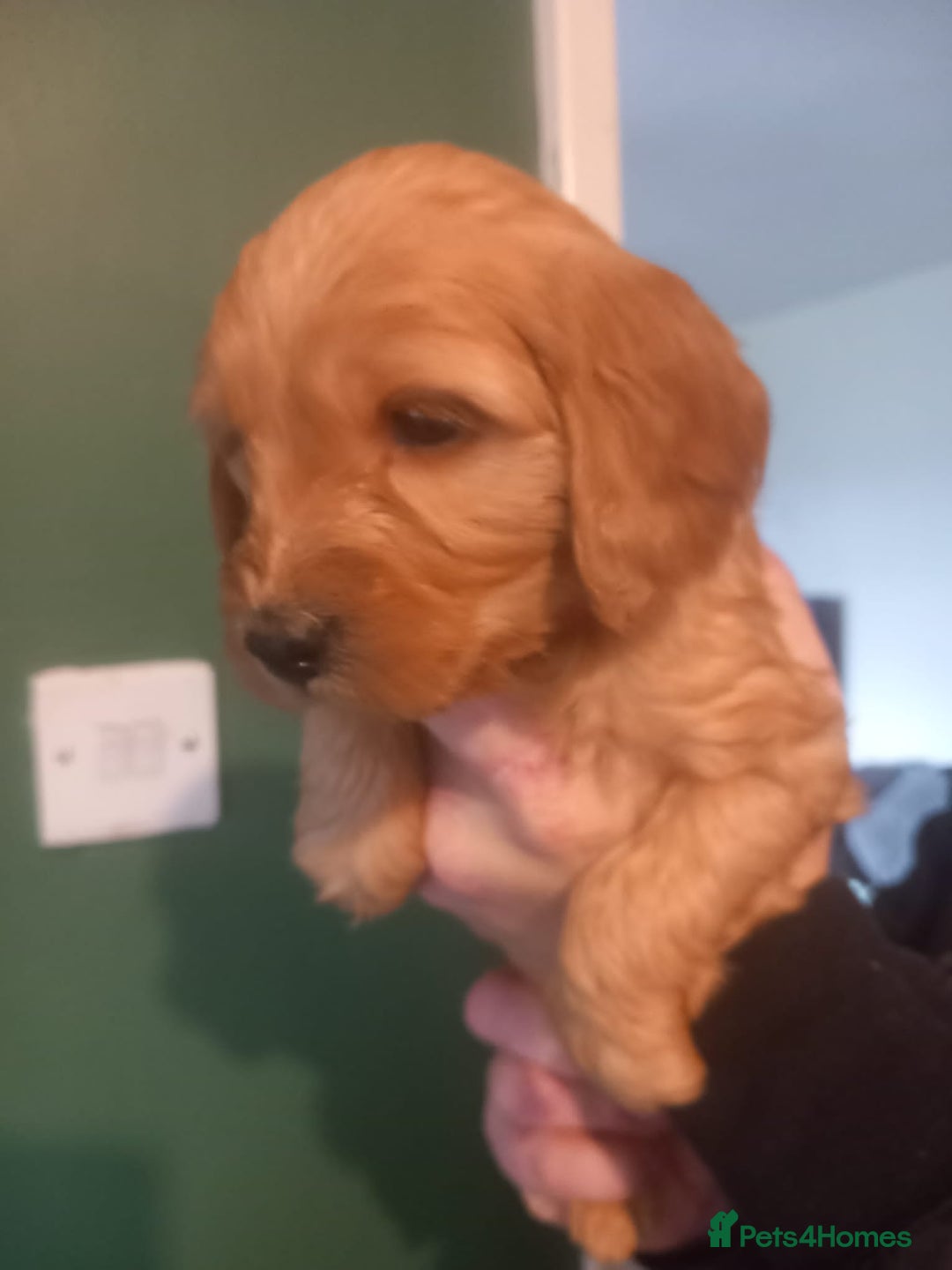 Cockapoo dogs for sale: Beautiful litter of 8 cockapoos one girl left - Advert 7