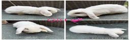 Mini Lop rabbits for sale: Gorgeous Mini Lops looking for new laps & cuddles  - Advert 12