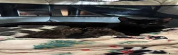 Mixed Breed cats for sale: 4 beautiful kittens. 3 boys 1 girl  in Norwich - Advert 5