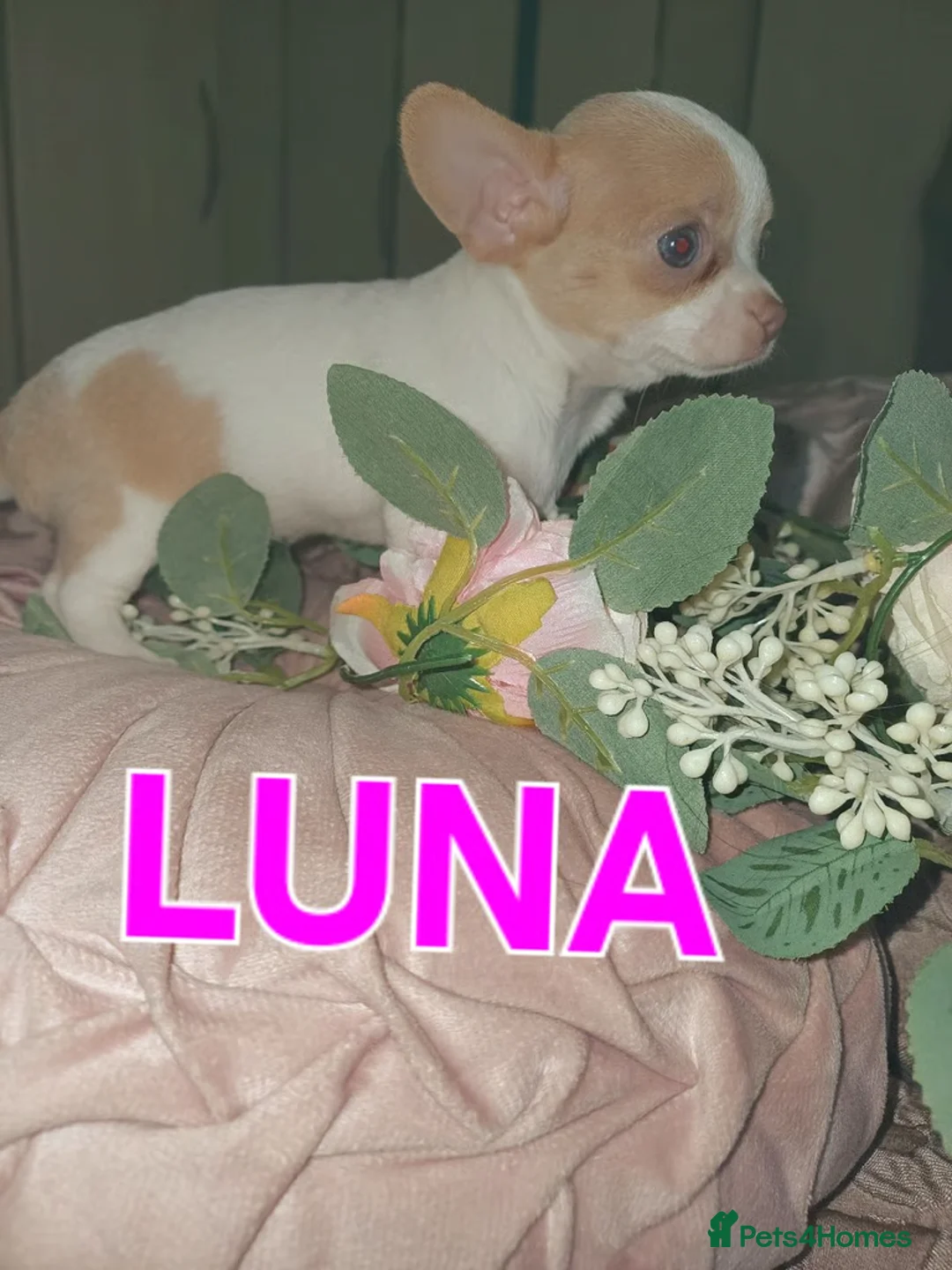 Chihuahua dogs for sale: Lovely Chihuahua Puppies Seeking Forever Homes  in Southsea - Advert 2