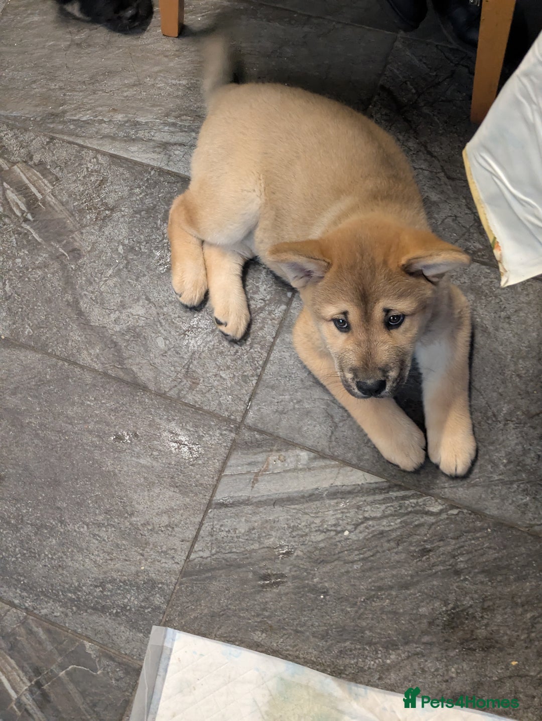 Mixed Breed dogs for sale: Pup for sale - Advert 3