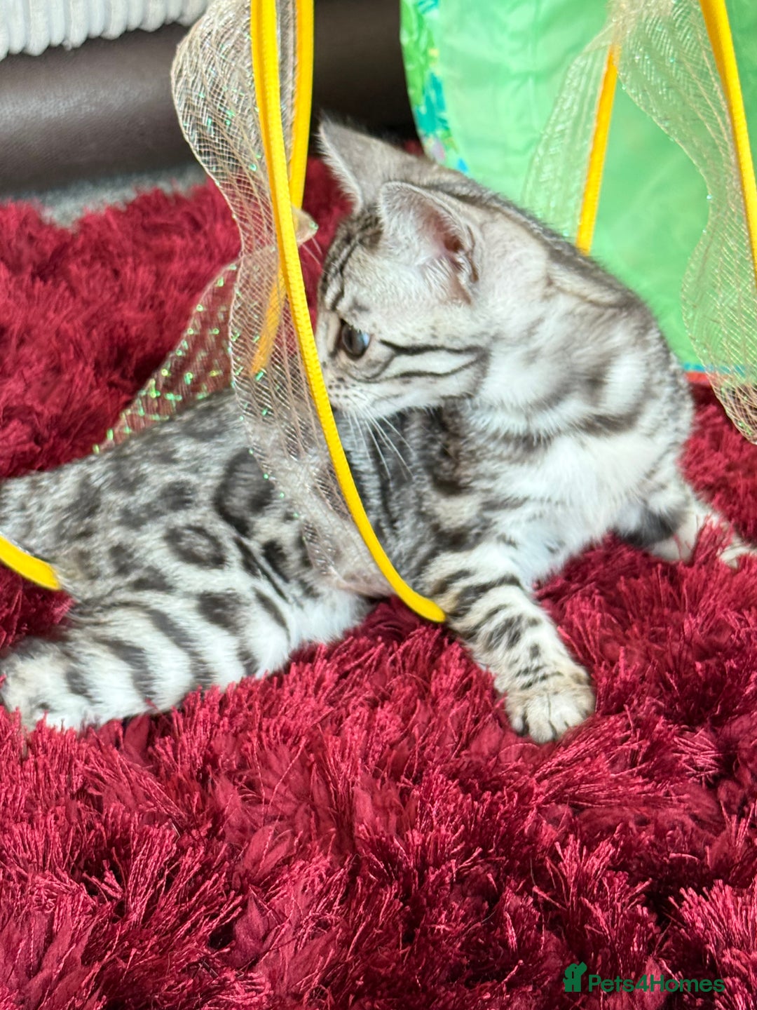 Bengal cats for sale: ⭐️Divine silver black spotted tabby bengal ⭐️ - Advert 10