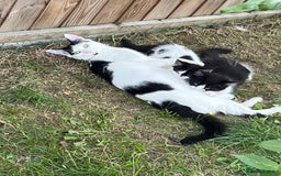 Domestic Shorthair cats for sale: 4 kittens for sale - Image 9
