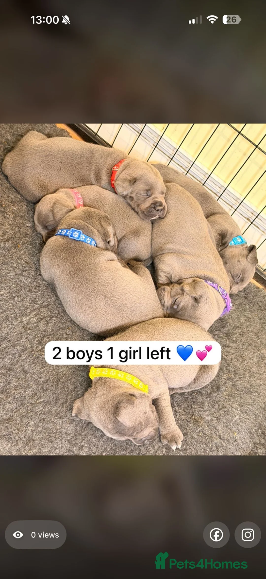 Staffordshire Bull Terrier dogs for sale: Kc health clear - Advert 1