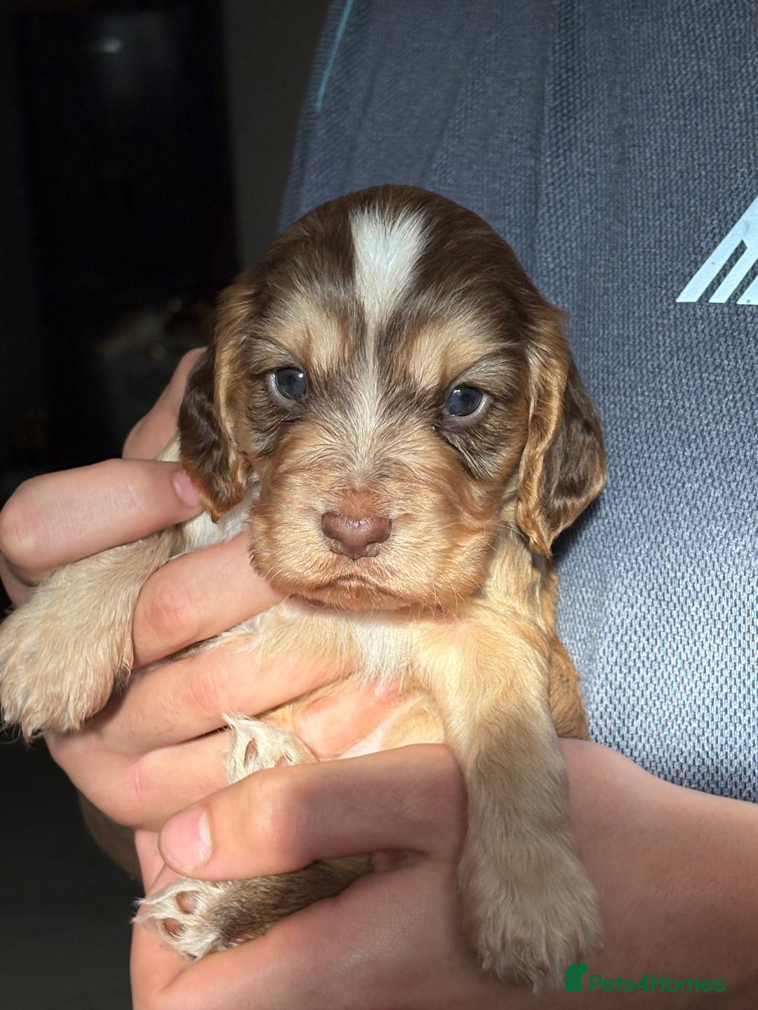 Cocker Spaniel dogs for sale: Cocker spaniel  - Image 1