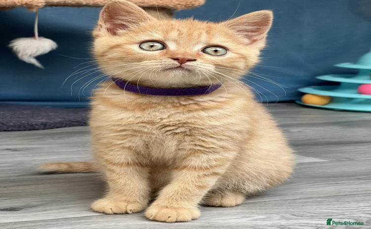 British Shorthair cats - Advert 10