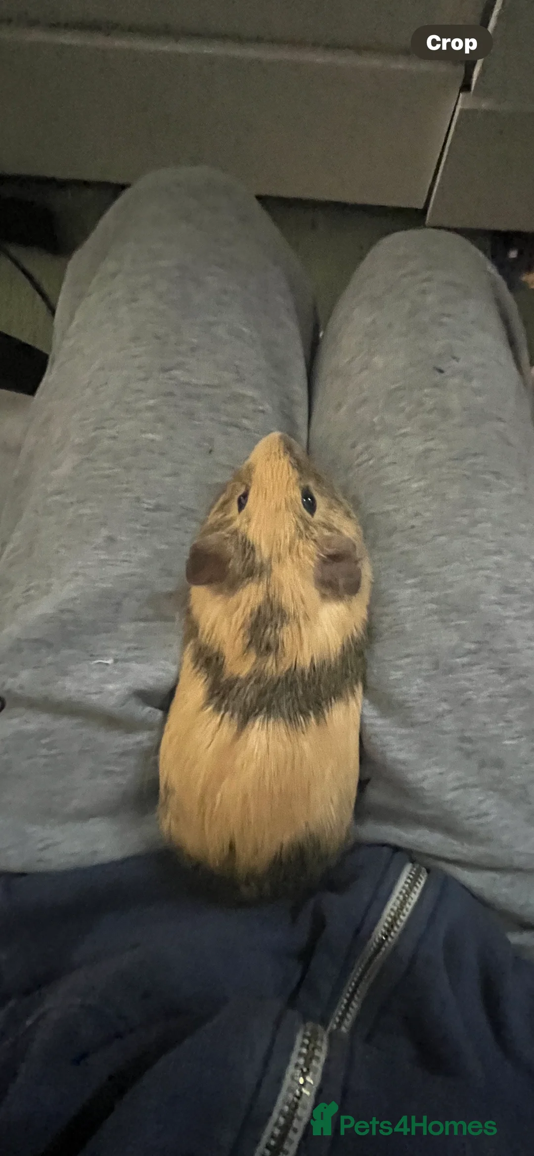 Guinea Pig rodents for sale: Female guinea pig  - Advert 7