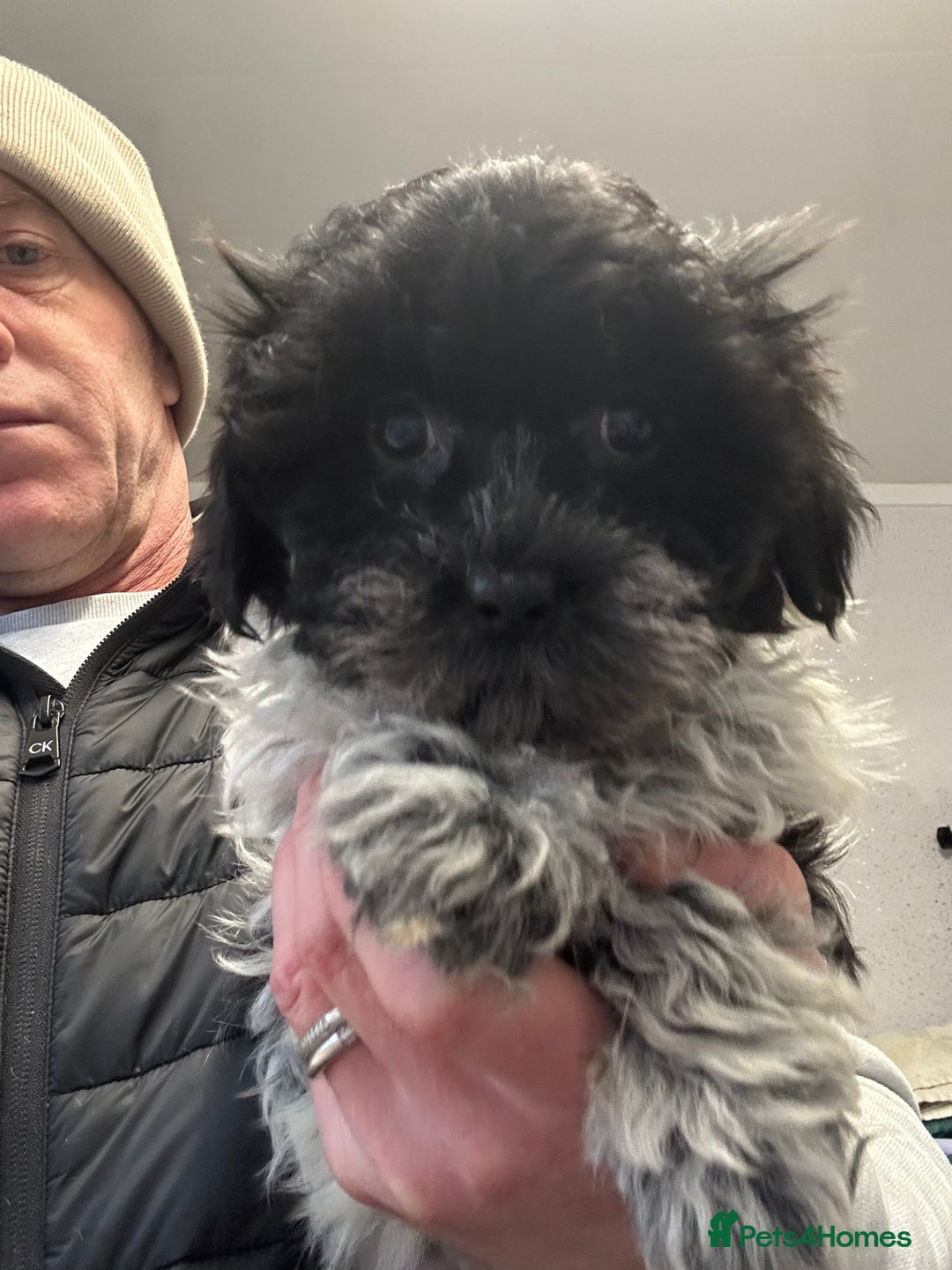 Shihpoo dogs for sale: Stunning shihpoo puppy’s ready now  - Advert 2