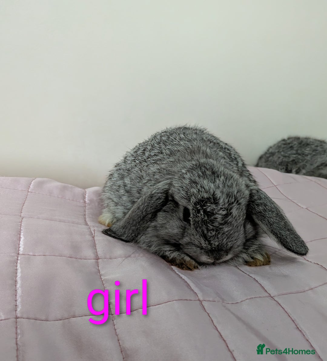 Mini Lop rabbits for sale: Gorgeous Fluffy Purebred Mini Lop bunnies - Image 7