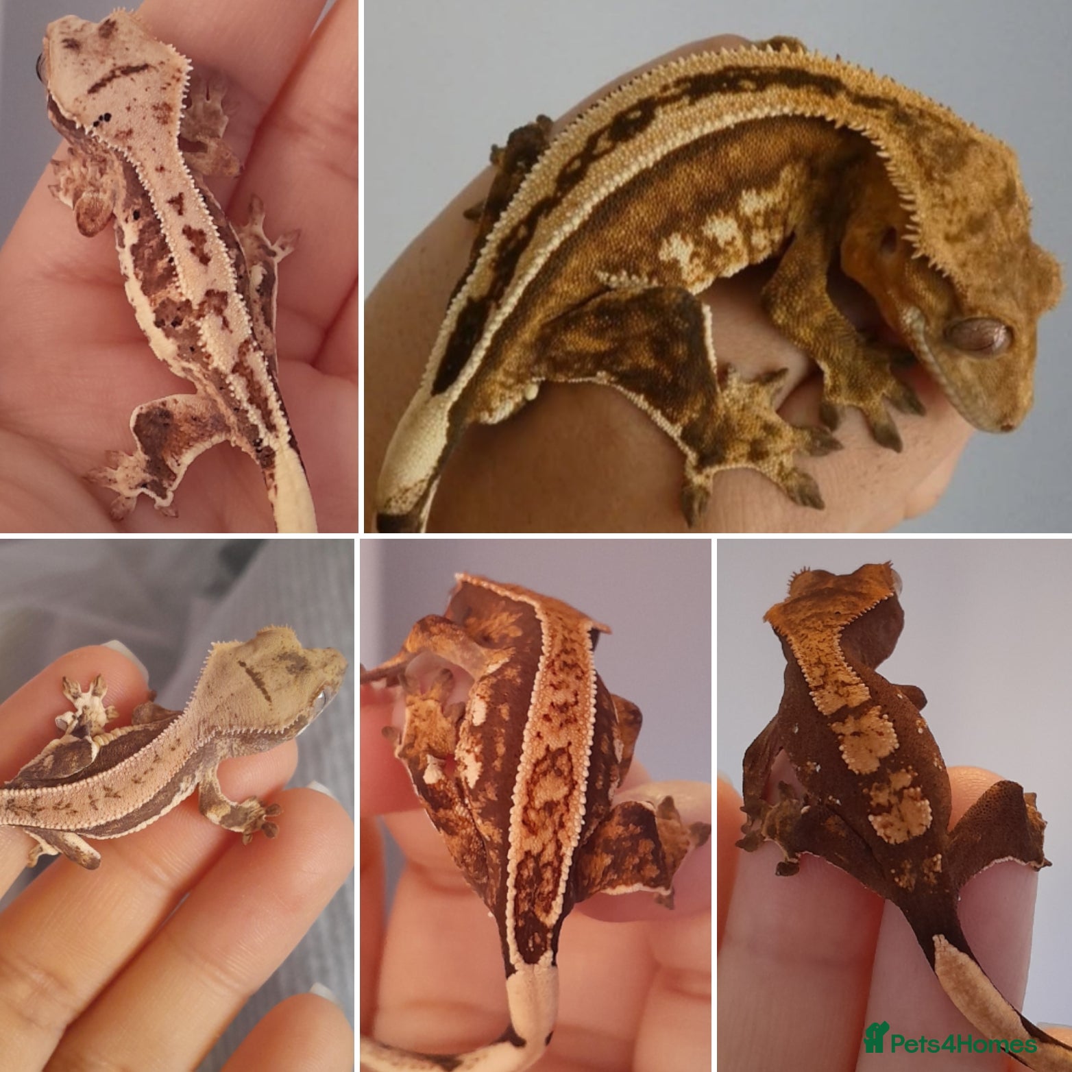 Gecko reptiles Various Crested Geckos, mixed morphs for sale  - Advert 1