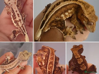 Gecko reptiles Various Crested Geckos, mixed morphs for sale - Advert 12