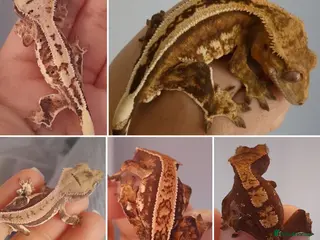 Gecko reptiles Various Crested Geckos, mixed morphs for sale - Advert 2