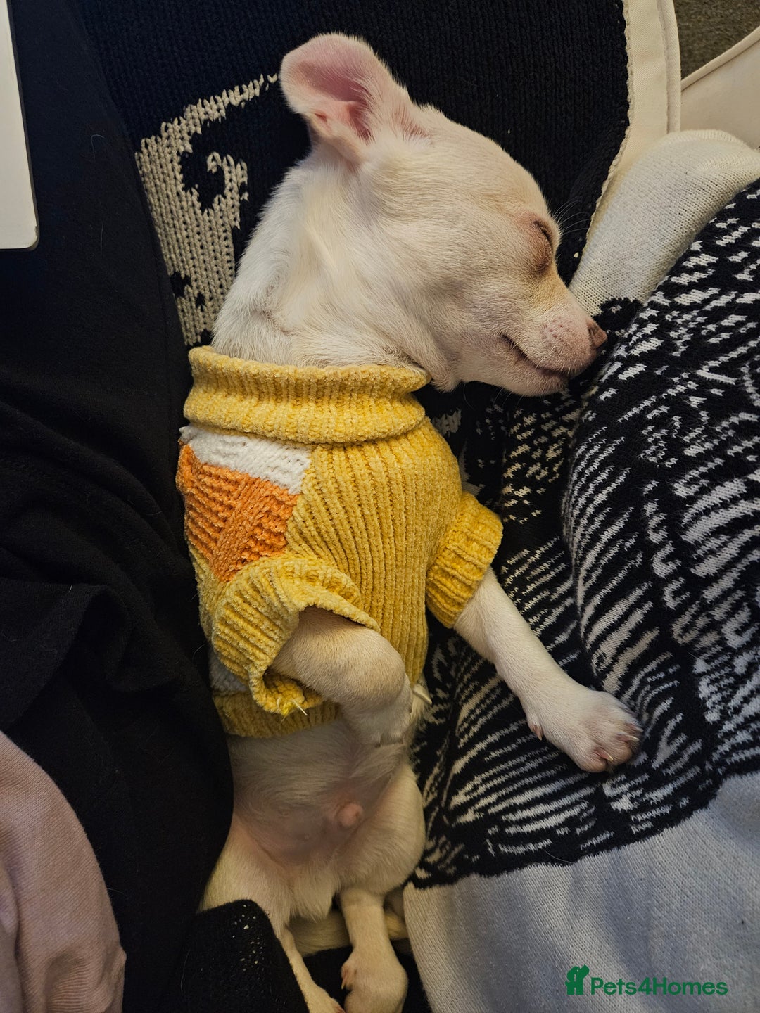 Chihuahua dogs for sale: Seeking good home for our sweet boy - Advert 5