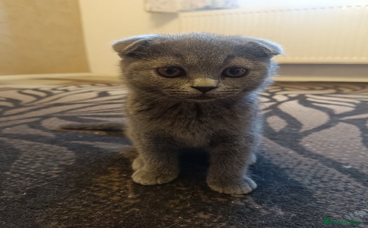 Scottish Fold cats - Advert 3