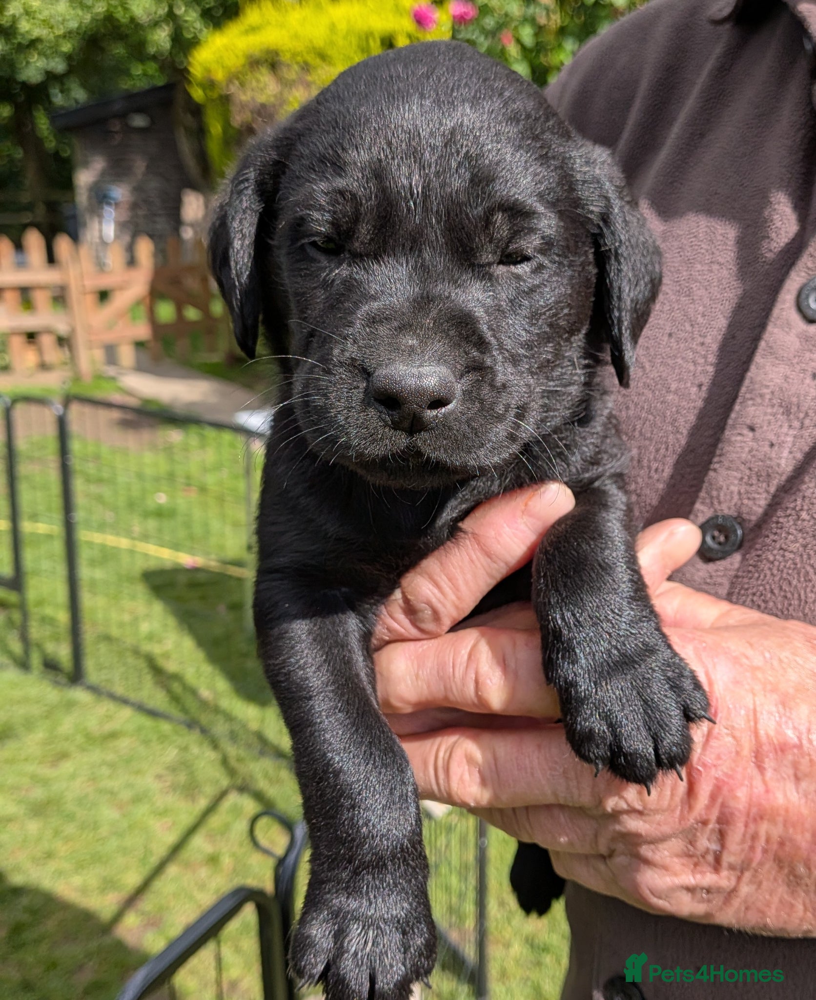 Labrador Retriever dogs Stunning Litter from KC registered parents  - Advert 2