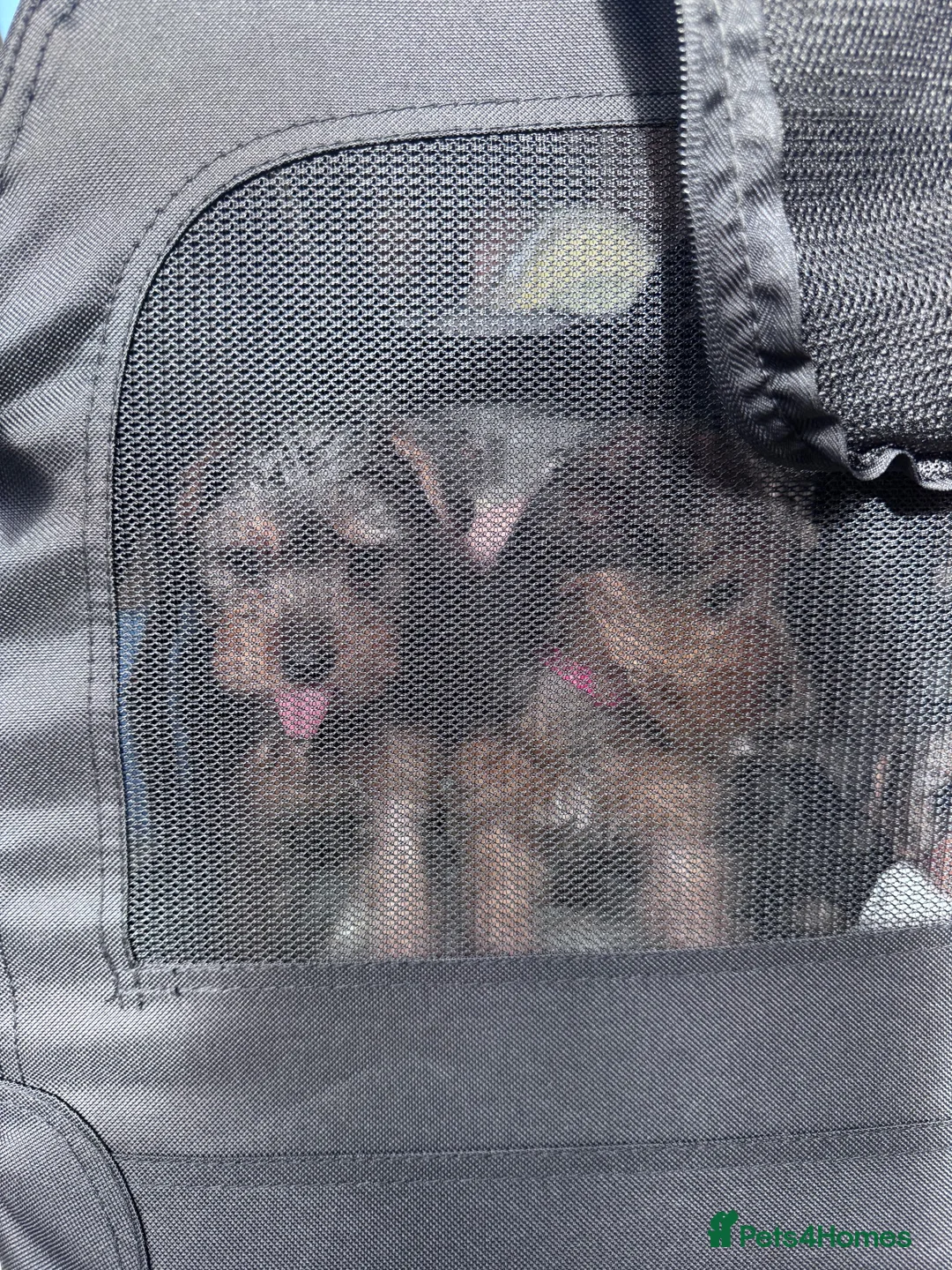 Yorkshire Terrier dogs for sale: Yorkshire Terrier Puppies 10 Weeks  - Advert 2