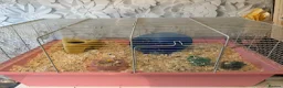 Hamster rodents for sale: Russian dwarf hamster for sale cage&toys included in West Malling - Advert 2