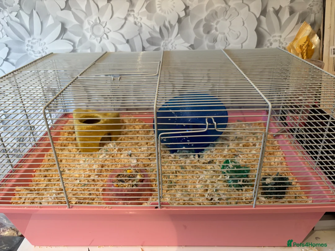 Hamster rodents for sale: Russian dwarf hamster for sale cage&toys included in West Malling - Advert 2