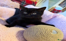 British Shorthair cats for sale: 🐱Last fluffy  British Shorthair Boy🐱 - Advert 2