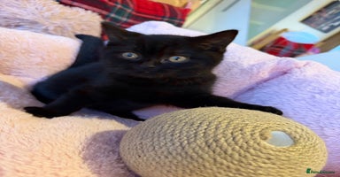 British Shorthair cats 🐱Last fluffy  British Shorthair Boy🐱 - Advert 6