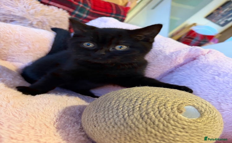 British Shorthair cats 🐱1  Beautiful  British Shorthair Male 🐱 - Advert 4