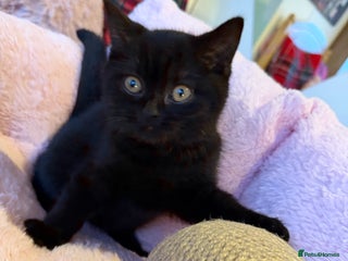 British Shorthair cats 🐱1 Beautiful British Shorthair Male 🐱 - Advert 5