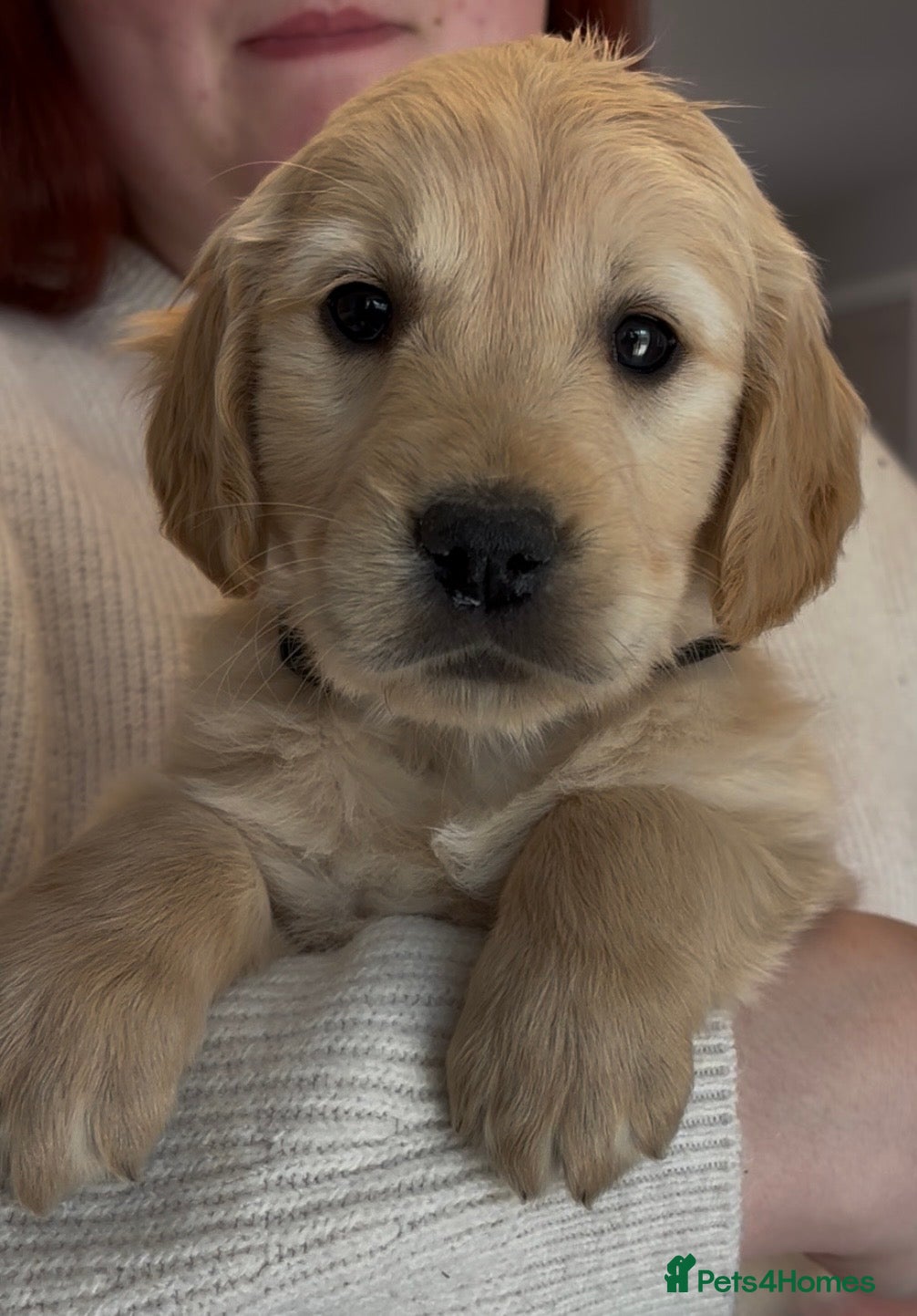 Golden Retriever dogs Stunning Quality KC reg Golden Retriever Puppies - Advert 2