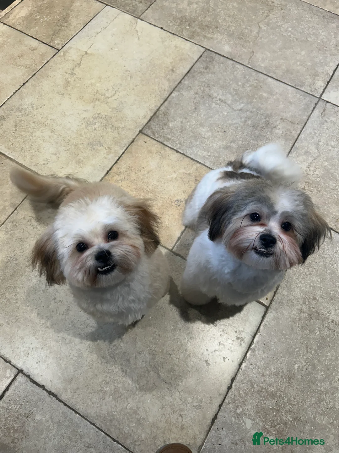 Zuchon dogs for sale: 2 Male Zuchons in Bewdley - Advert 8