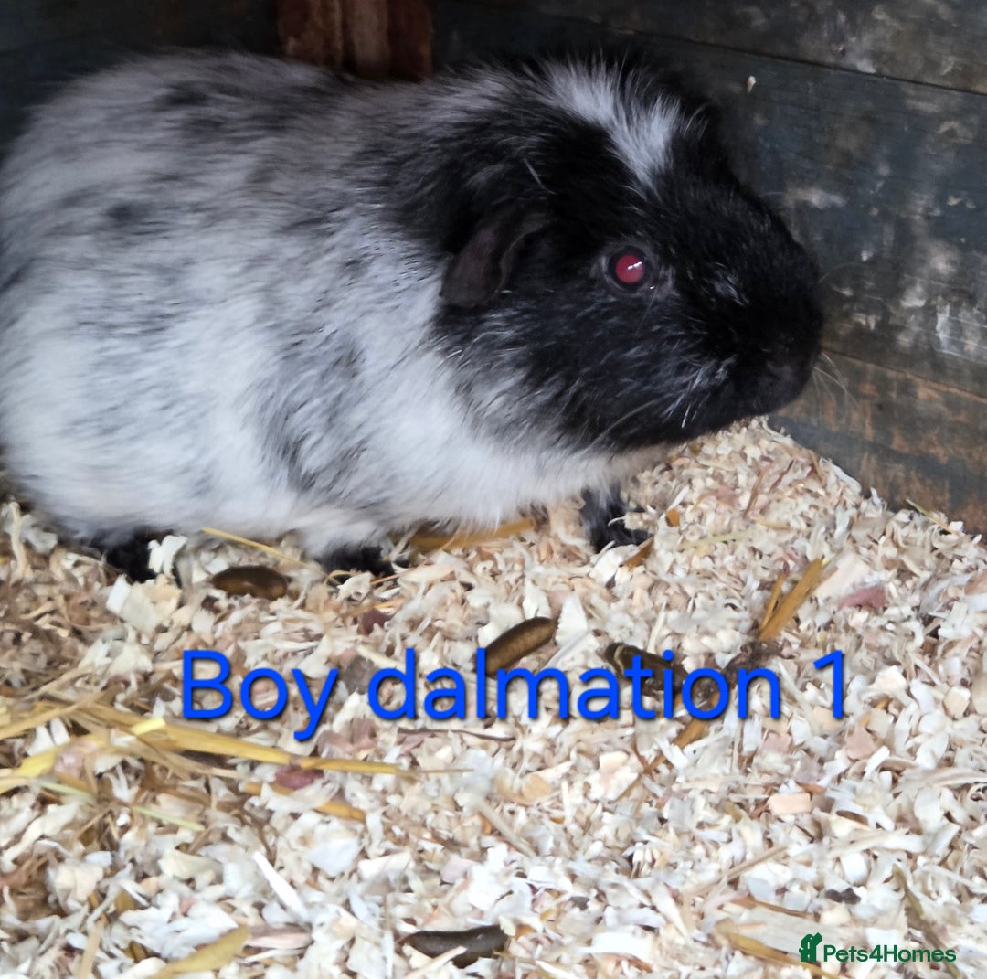 Guinea Pig rodents for sale: Variety of young guinea pigs - Advert 12