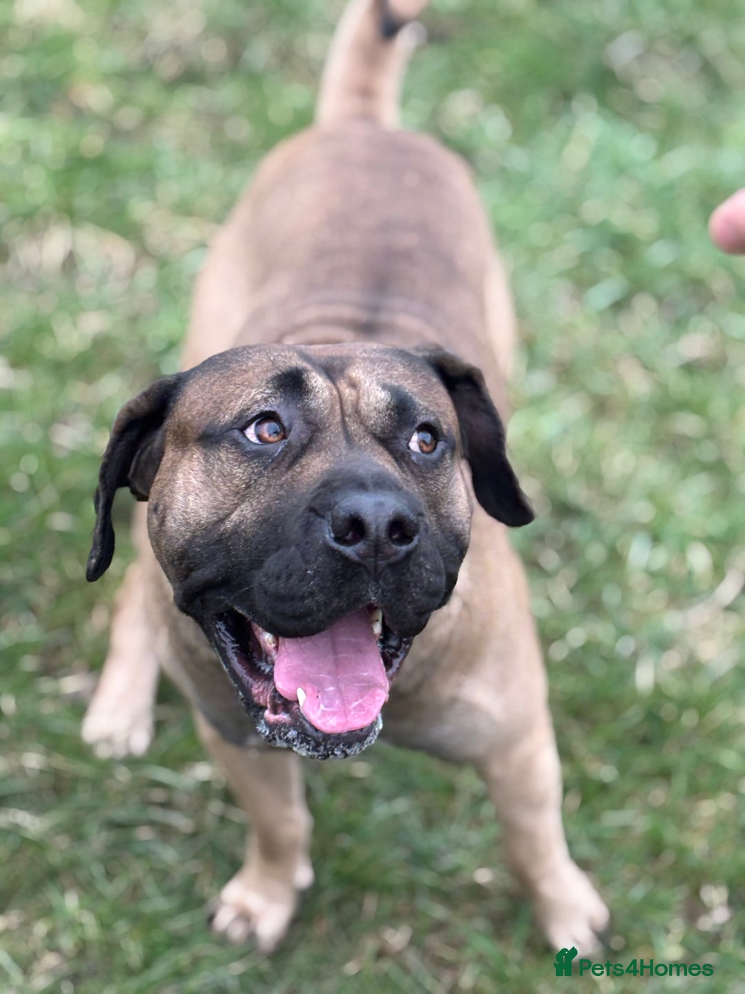 Presa Canario dogs for stud: beautiful presa canario for stud  - Image 7