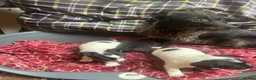 Mixed Breed dogs for sale: stunning tiny Chihuahua X terrier puppies - Advert 17