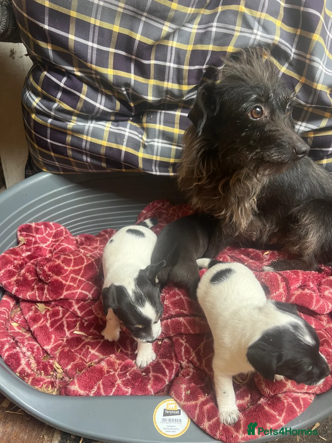 Mixed Breed dogs for sale: stunning tiny Chihuahua X terrier puppies - Advert 17