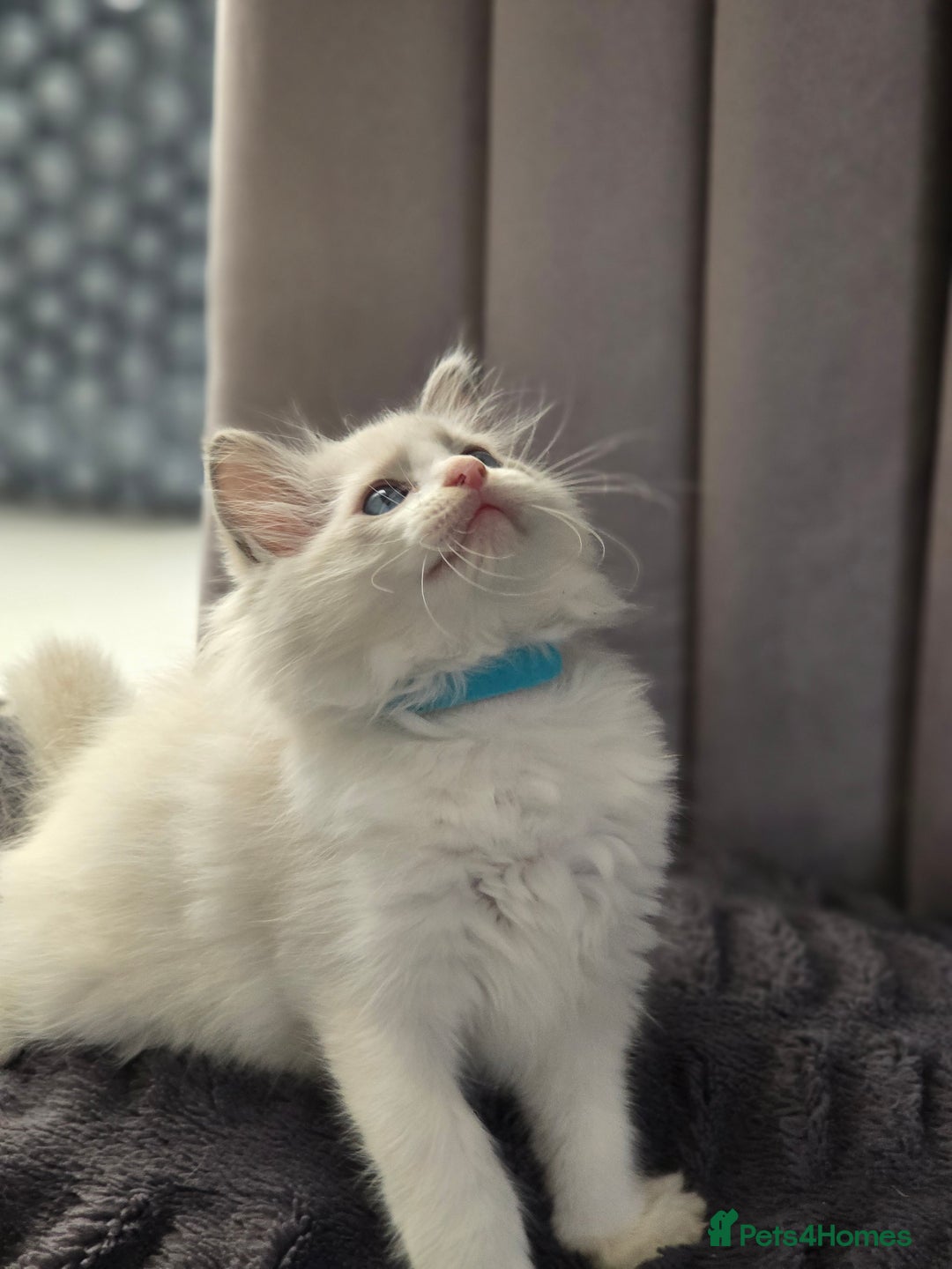 Ragdoll cats for sale: Ragdoll Kittens  - Advert 24