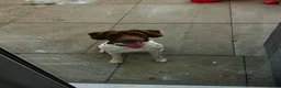 Mixed Breed dogs for sale: 1 year old Labrador x spaniel x beagle - Advert 6