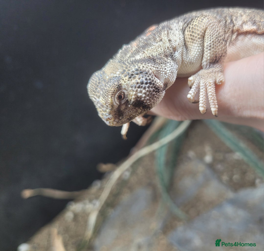 Lizard reptiles for sale: Uromastyx thomasi female  - Image 4
