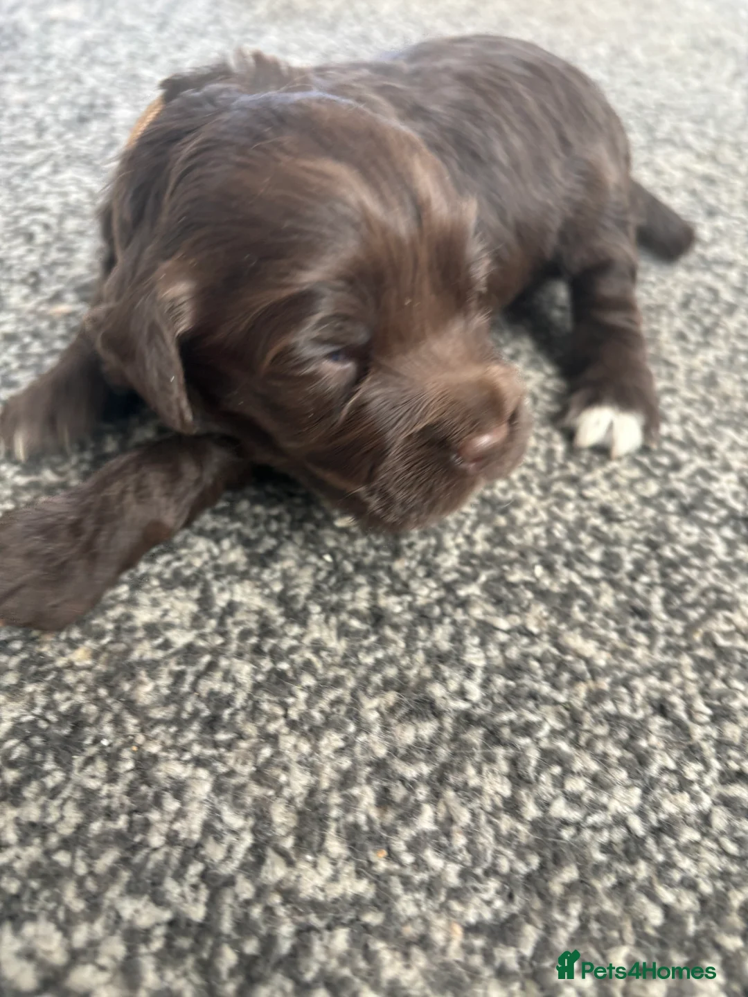 Cockapoo dogs for sale: Cockapoo puppies - Advert 39