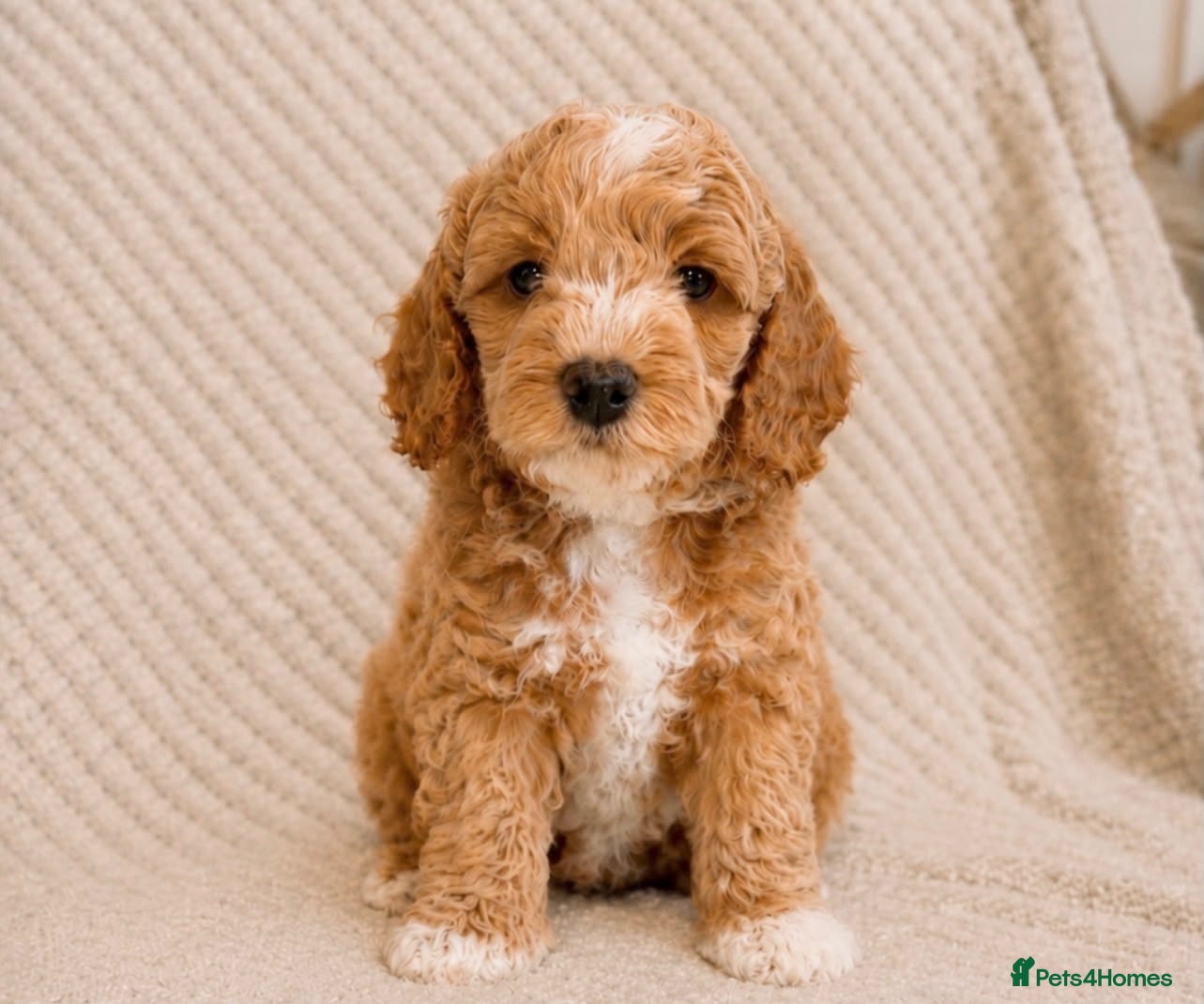 Cavapoo dogs 1 APRICOT BOY LEFT Beautiful F1B Cavapoo Puppies  - Advert 18