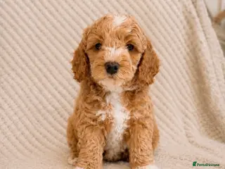 Cavapoo dogs 1 APRICOT BOY LEFT Beautiful F1B Cavapoo Puppies - Advert 1