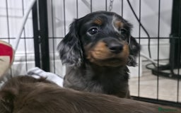 Miniature Dachshund dogs for sale: Stunning miniature longhaired Dachshund pups - Image 5